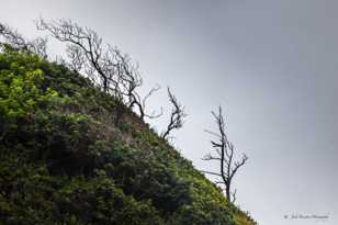 Wind blown-3241.jpg Wind blown-3241.jpg